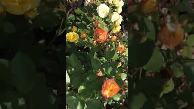 18 июня 2021 г. смотреть онлайн