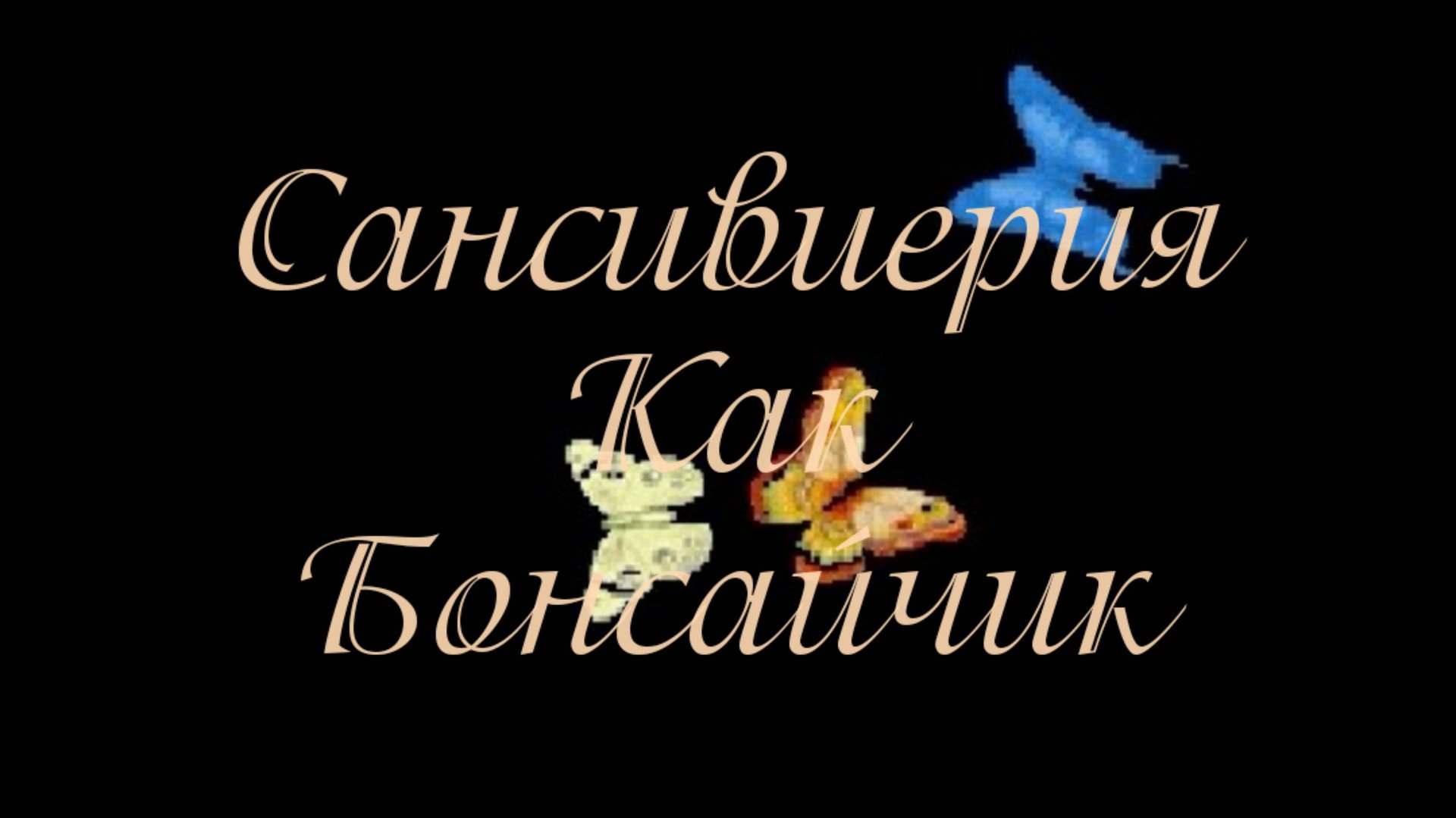 Сансивиерия как Бонсайчик.