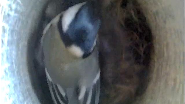 2021-04-28 08:25 Синица смотреть онлайн