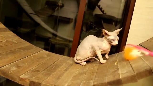 Adorable female kitten Sphynx Lila for breeding and show or pet! смотреть онлайн