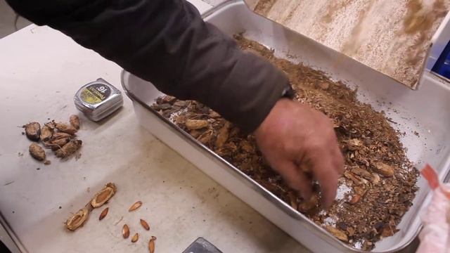 Video #7 - Peurto Rican Tropical Almonds - Using the Locomotive 1000 to remove husks before crackin смотреть онлайн