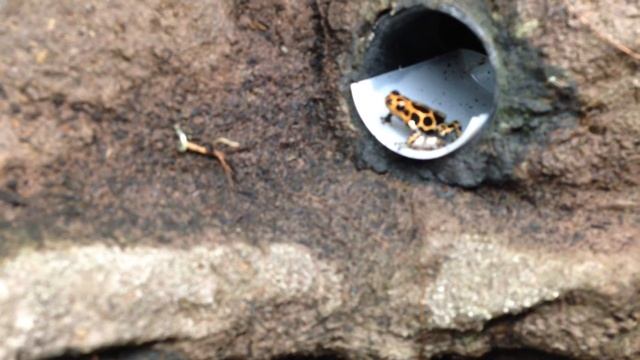 Ranitomeya Imitator Chazuta ruft смотреть онлайн
