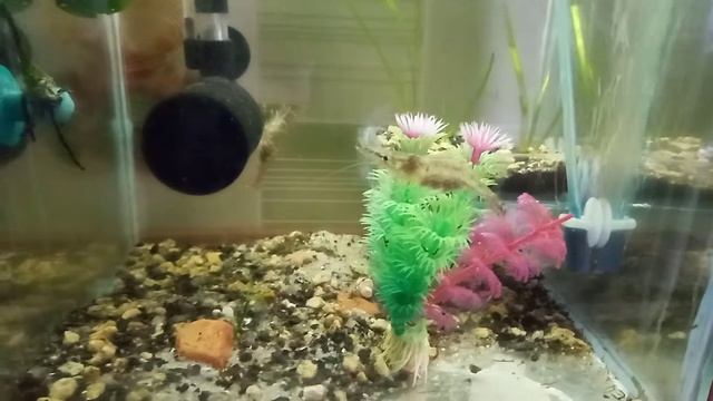 Новые жители,обзорчик кухонных аквариумов смотреть онлайн