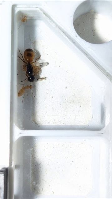 Прощальное видео с #camponotus fedtschenkoi #ants #муравьи #насекомые #питомцы #формикарий смотреть онлайн