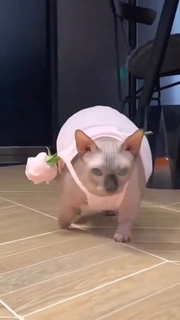 Немного настоящей романтики 🐈❤️💥#кошки #short смотреть онлайн
