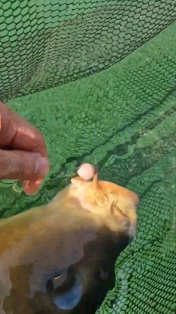 Огромный дикий сазан!