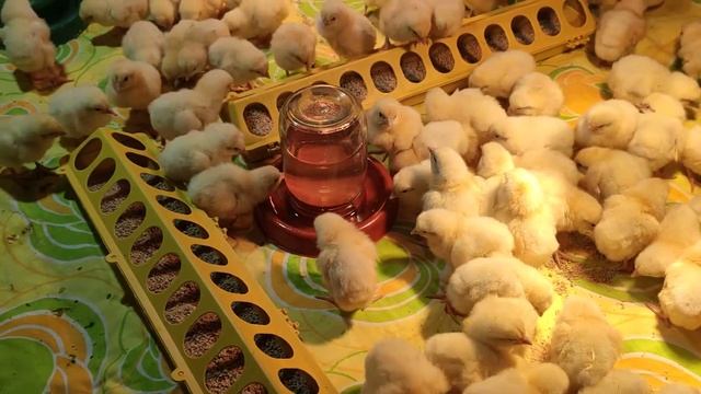 Мы опять в деле. Бройлеры часть ІІІ✌️ смотреть онлайн