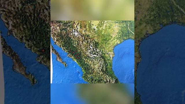 Arbol Sicomoro de Mexico (Platanus mexicana) смотреть онлайн