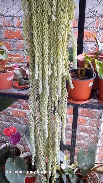 #short El Sedum Morganianum más largo que hemos visto hasta ahora. ¿Han visto algo parecido? смотреть онлайн