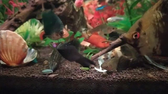 Рыбы под музыку.4К.5 мая 2024 смотреть онлайн