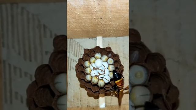 Vespa, Lesser banded hornet (Vespa affinis) смотреть онлайн