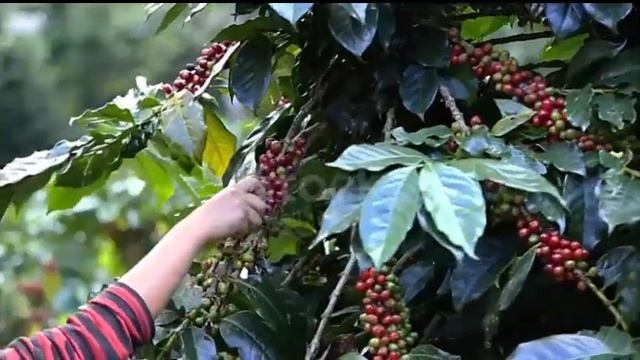 Giá cà phê, giá hồ tiêu hôm nay ngày 28/5/2024: Giá cà phê trong nước tiếp đà tăng nhẹ. смотреть онлайн