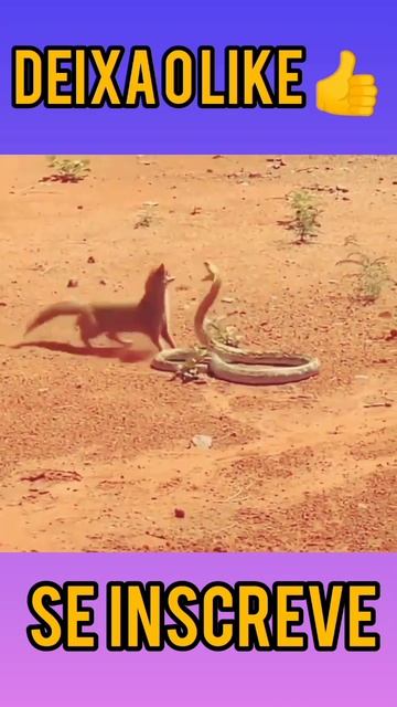 Mangusto Amarelo Vs Naja Nívea #shorts