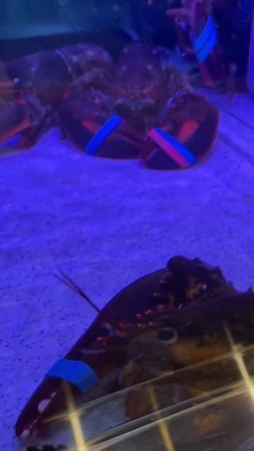 Лобстеры 🦞 в ресторане живые , а потом их ловят и блюдо делают;)! смотреть онлайн