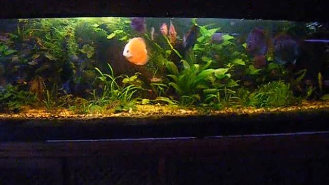 Discus Planted 400L Aquarium