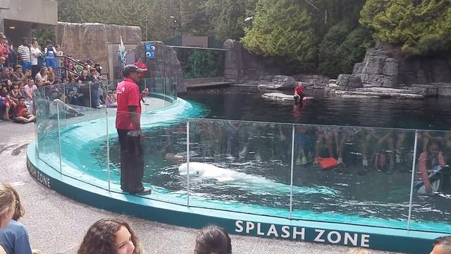 20160810 ARIEL ELI BELUGA SPLASH ZONE IN VANCOUVER AQUARIUM IN STANLEY PARK смотреть онлайн