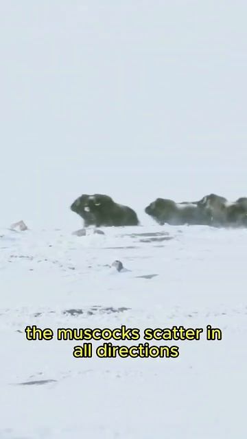 🐻Bear Hunts Muskox Bison calf ‼️🦬 #bear #wildlife #animals #viral смотреть онлайн