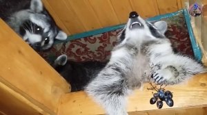 как съесть виноград и ни с кем не поделиться