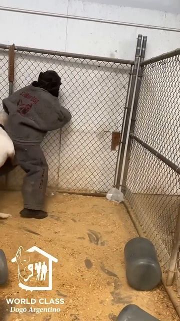 Dogo Argentino Olaf 💪🏽