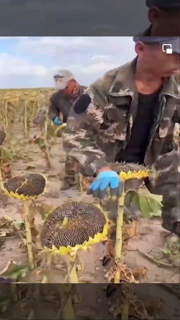 Seeds смотреть онлайн