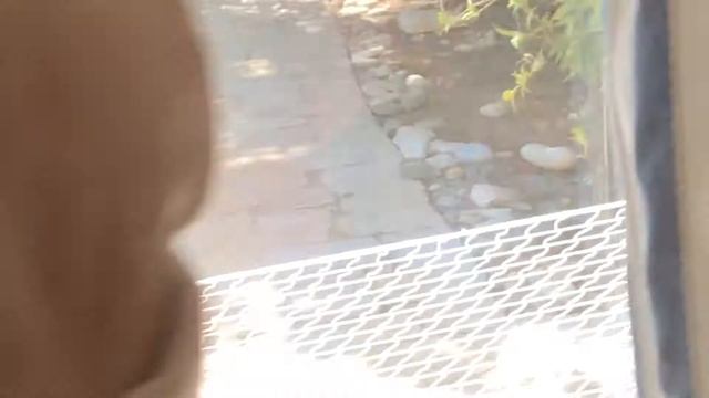 ящерица кипр