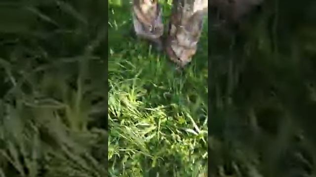 сбор пыльцы 1 смотреть онлайн