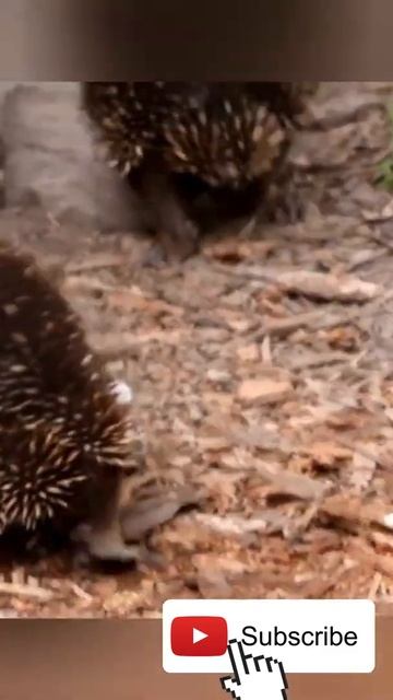 Homeless spiny anteaters смотреть онлайн
