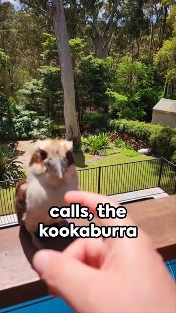Kookaburra  The Laughing Marvel  #nature #facts #birds #kookaburra #cute #laughter #adorable