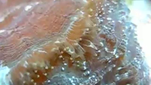 Close up of Cynarina deshayesiana feeder tentacles смотреть онлайн