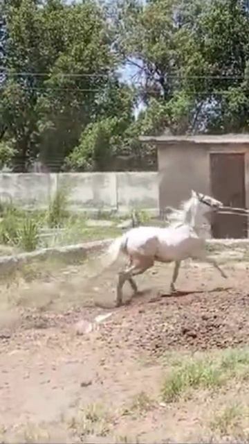 #shahdar #zuljanah #fyp #fypシ゚viral #horse смотреть онлайн