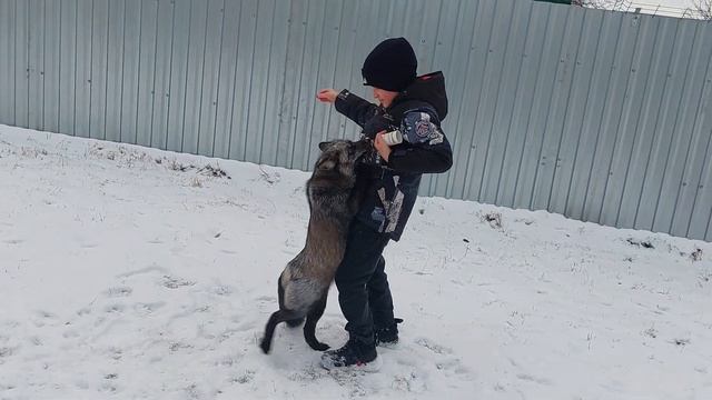 Летающая лиса