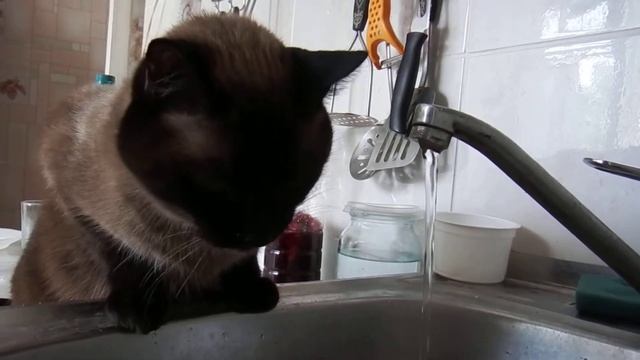 Кот на водопаое смотреть онлайн