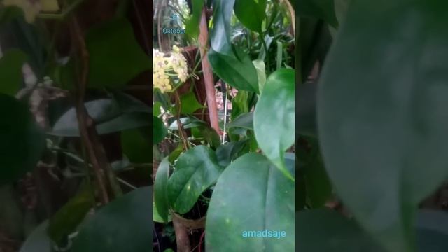 Hoya coriacea смотреть онлайн