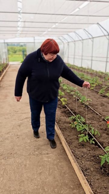 Где мечтает оказаться каждый дачник и огородник? #семена #огород #томаты смотреть онлайн