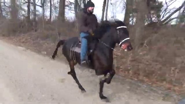 Junior Racking Stallion TroubleMaker by D'Jango - JP Gaited Horsemanship смотреть онлайн