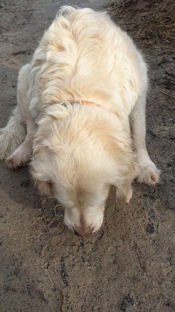 Золотистый ретривер Мотя. Приют для животных Сириус в Киевской области, 31 декабря 2022