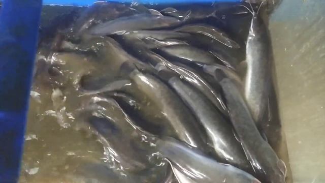 Сортировка клареева сома.
