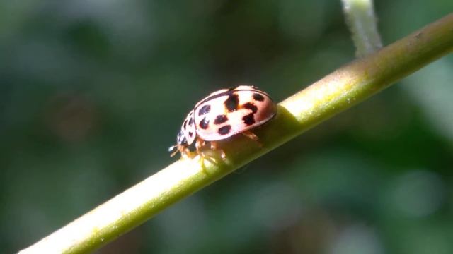 Oenopia conglobata ladybug смотреть онлайн