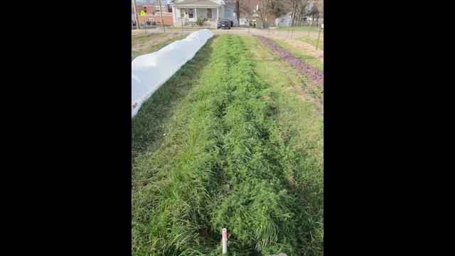 Columbia Center for Urban Agriculture- (HonorsAssignment) смотреть онлайн