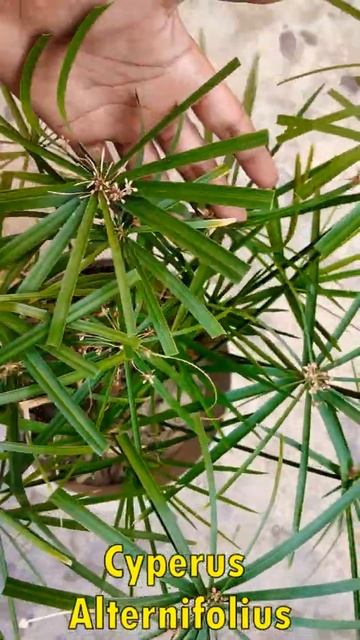 Cyperus alternifolius #shorts смотреть онлайн