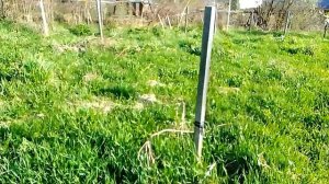 как перезимовал абрикос Чемпион севера