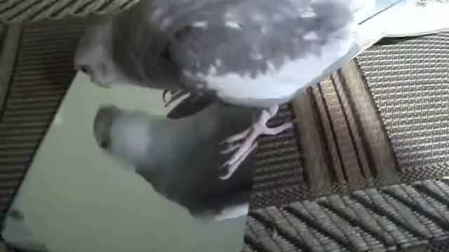 Карелла и зеркало 2)) смотреть онлайн