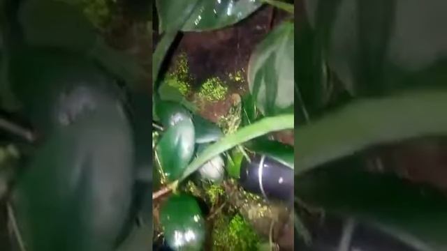 Balz  Der E Mysteriosus