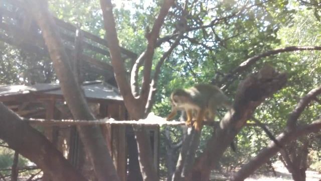 Парк обезьян Бейт Шемен 2014