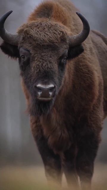 Hd High Quality Shootings#shorts