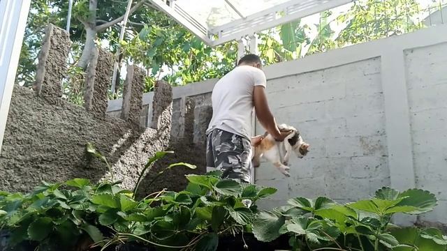 Cara mengobati kucing setelah masa birahi #kucing #how to treat cats in indonesian смотреть онлайн