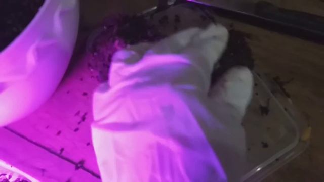 (9▪︎16) Cutting Caladium Bulbs | Tracy Amor смотреть онлайн