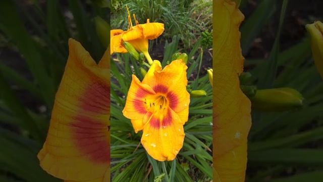 Лилейник сорт номер 4 смотреть онлайн