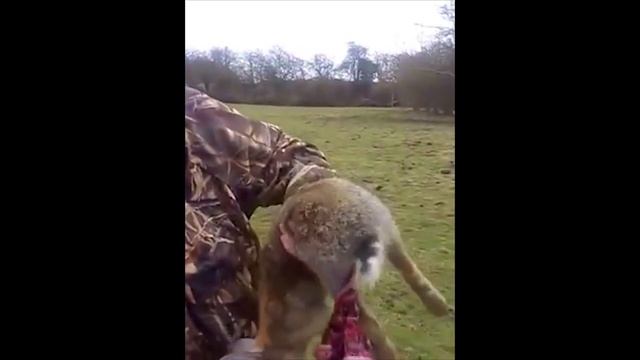 играю с милым кроликом/playing With Cute Rabbit