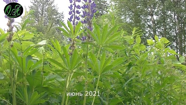 Июнь 2021 года. смотреть онлайн